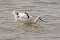 Pied Avocet Recurvirostra avosetta