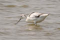 Pied Avocet Recurvirostra avosetta