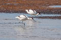 Pied Avocet Recurvirostra avosetta