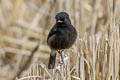 Pied Bush Chat Saxicola caprata burmanicus