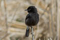 Pied Bush Chat Saxicola caprata burmanicus