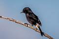 Pied Bush Chat Saxicola caprata burmanicus