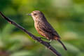 Pied Bush Chat Saxicola caprata burmanicus