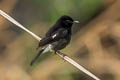 Pied Bush Chat Saxicola caprata burmanicus