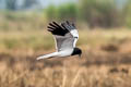 Pied Harrier Circus melanoleucos