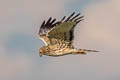 Pied Harrier Circus melanoleucos