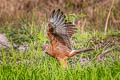 Pied Harrier Circus melanoleucos