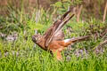 Pied Harrier Circus melanoleucos