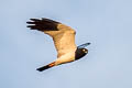 Pied Harrier Circus melanoleucos