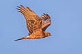 Pied Harrier Circus melanoleucos