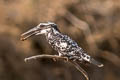 Pied Kingfisher Ceryle rudis leucomelanurus