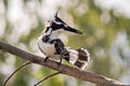 Pied Kingfisher Ceryle rudis leucomelanurus