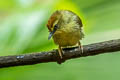 Pin-striped Tit-Babbler Mixornis lutescens