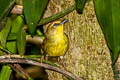 Pin-striped Tit-Babbler Mixornis sulphueus