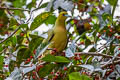 Pin-tailed Green Pigeon Treron apicauda lowei