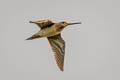 Pin-tailed Snipe Gallinago stenura