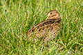 Pin-tailed Snipe Gallinago stenura