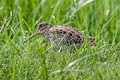 Pin-tailed Snipe Gallinago stenura