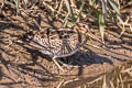 Pin-tailed Snipe Gallinago stenura