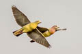 Pink-necked Green Pigeon Treron vernans