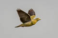 Pink-necked Green Pigeon Treron vernans