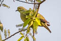 Pink-necked Green Pigeon Treron vernans