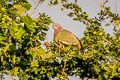 Pink-necked Green Pigeon Treron vernans