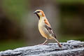 Plain-backed Sparrow Passer flaveolus