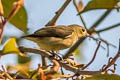 Plain Flowerpecker Dicaeum minullum olivaceum