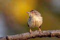 Plain Prinia Prinia inornata blanfordi