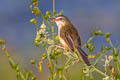 Plain Prinia Prinia inornata herberti