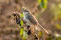 Plain Prinia Prinia inornata herberti