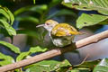 Plain Sunbird Anthreptes simplex