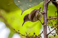 Plain Sunbird Anthreptes simplex