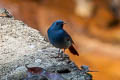 Plumbeous Water Redstart Phoenicurus fuliginosa