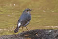 Plumbeous Water Redstart Phoenicurus fuliginosa