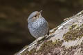 Plumbeous Water Redstart Phoenicurus fuliginosa