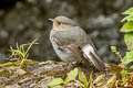 Plumbeous Water Redstart Phoenicurus fuliginosa