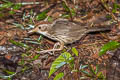 Puff-throated Babbler Pellorneum ruficeps acrum