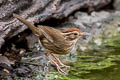 Puff-throated Babbler Pellorneum ruficeps acrum