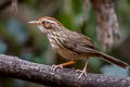 Puff-throated Babbler Pellorneum ruficeps acrum