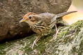 Puff-throated Babbler Pellorneum ruficeps euroum