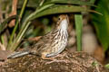 Puff-throated Babbler Pellorneum ruficeps elbeli