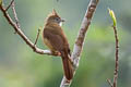 Puff-throated Bulbul Alophoixus pallidus henrici