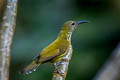 Purple-naped Spiderhunter Kurochkinegramma hypogrammicum lisettae (Purple-naped Sunbird)