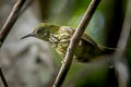 Purple-naped Spiderhunter Kurochkinegramma hypogrammicum lisettae (Purple-naped Sunbird)