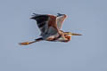 Purple Heron Ardea purpurea manilensis