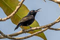 Purple Sunbird Cinnyris asiaticus intermedia