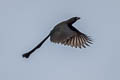 Racket-tailed Treepie Crypsirina temia