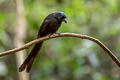 Racket-tailed Treepie Crypsirina temia